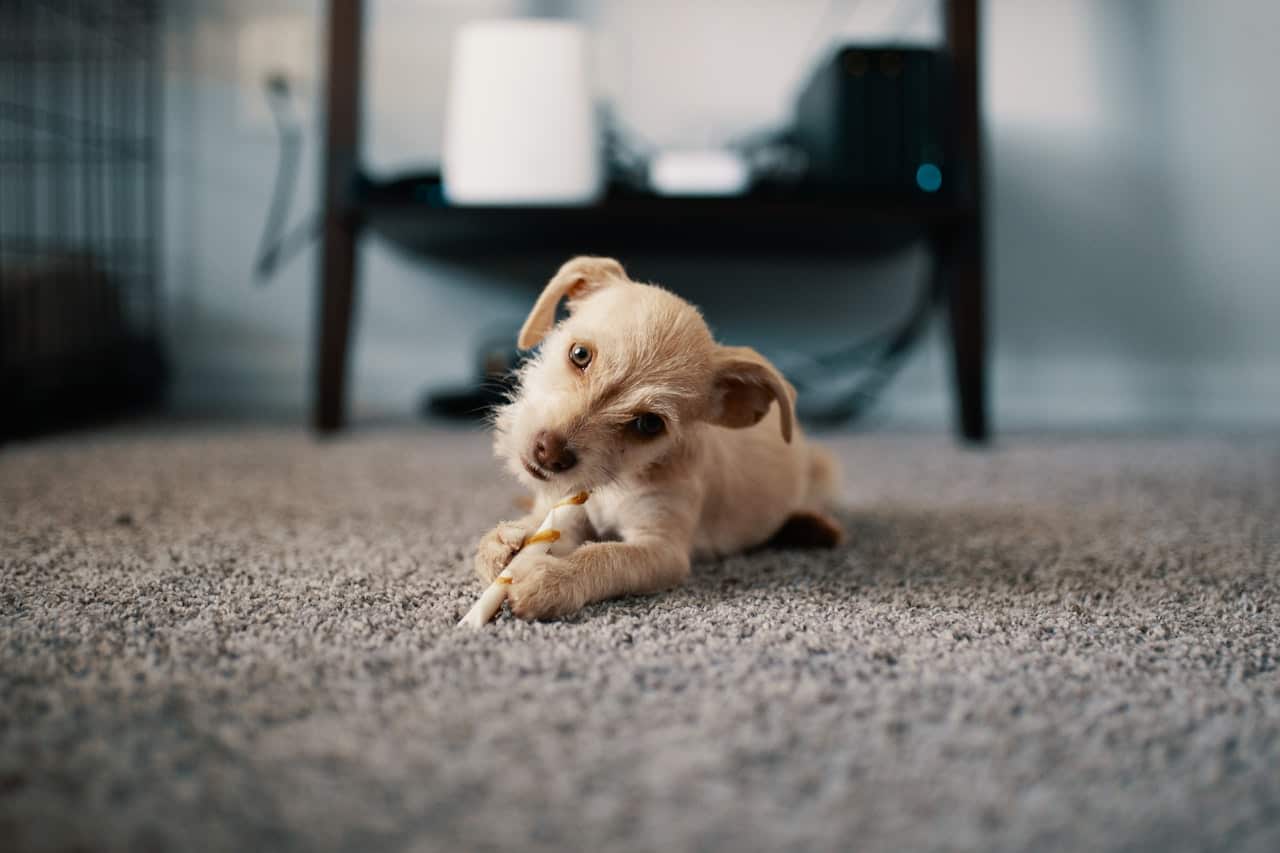 Pet playing on a carpet